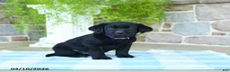 Labrador Retriever dogs for sale: Huckleberry - Ad 2