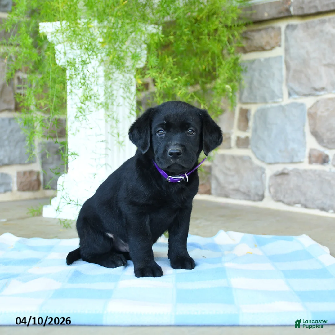 Labrador Retriever dogs for sale: Huckleberry - Ad 2