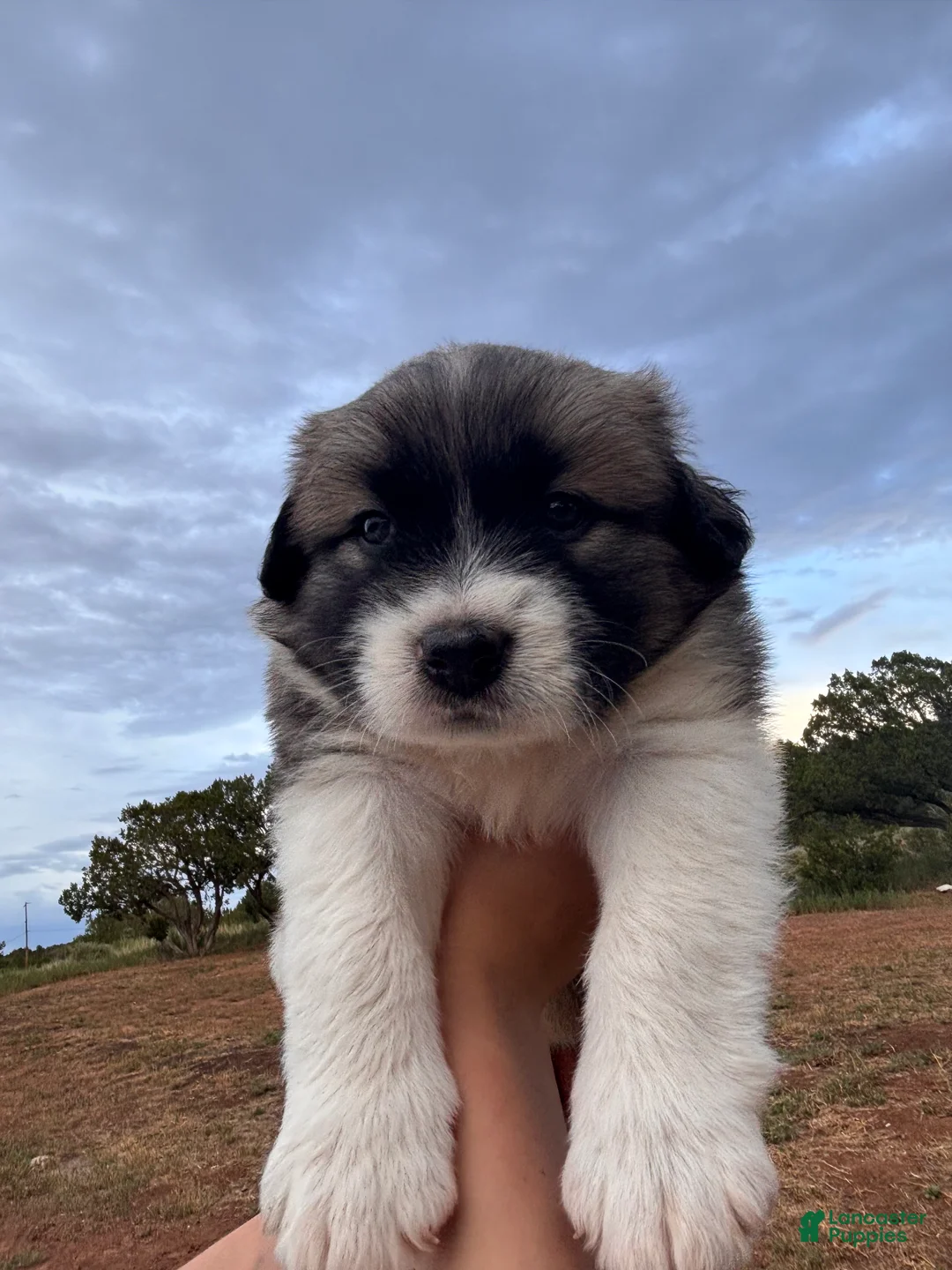 Mixed Breed dogs for sale: Mercy - Ad 2
