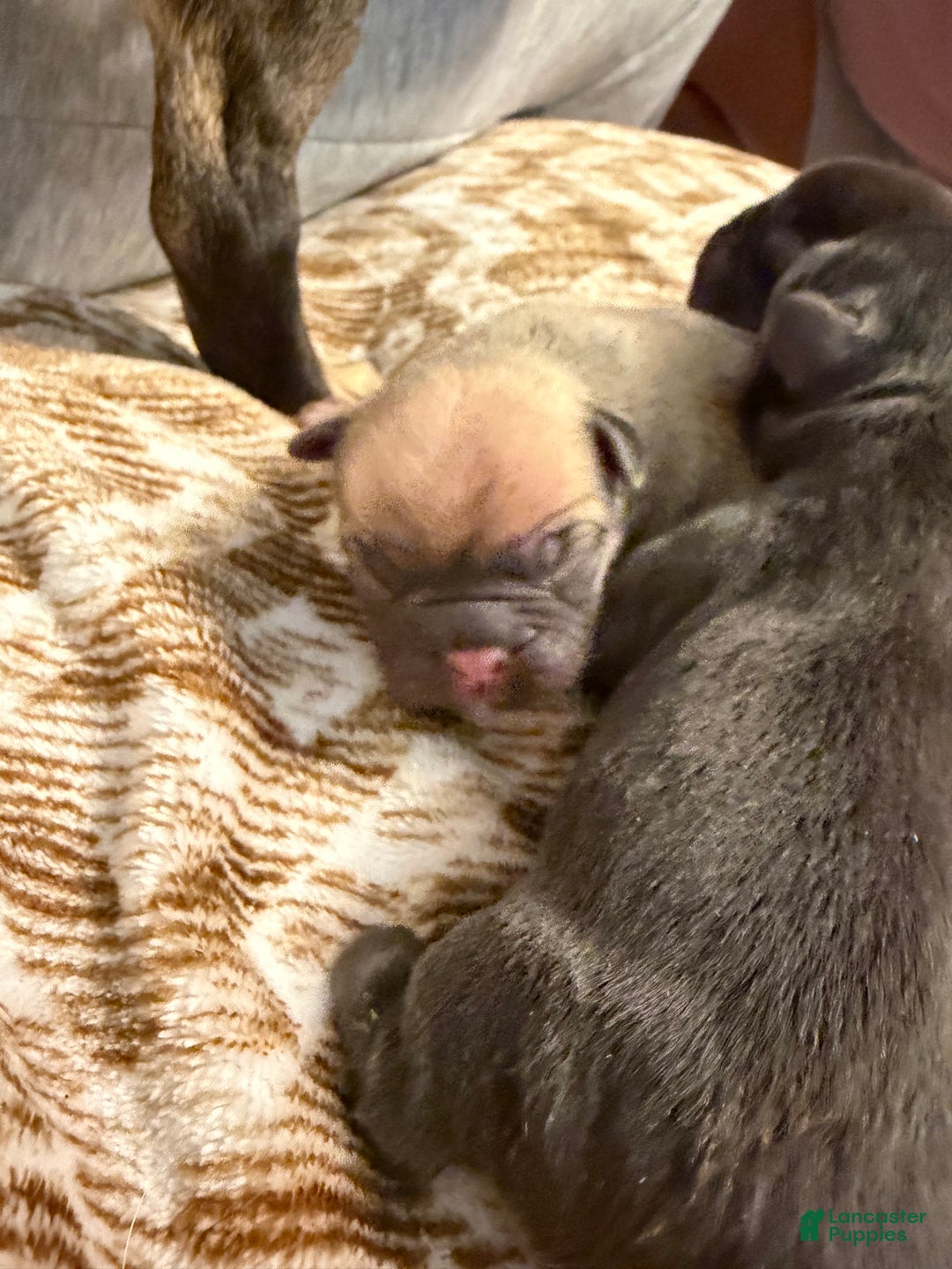 French Bulldog dogs for sale: French Bulldog Puppy 3 - Ad 6