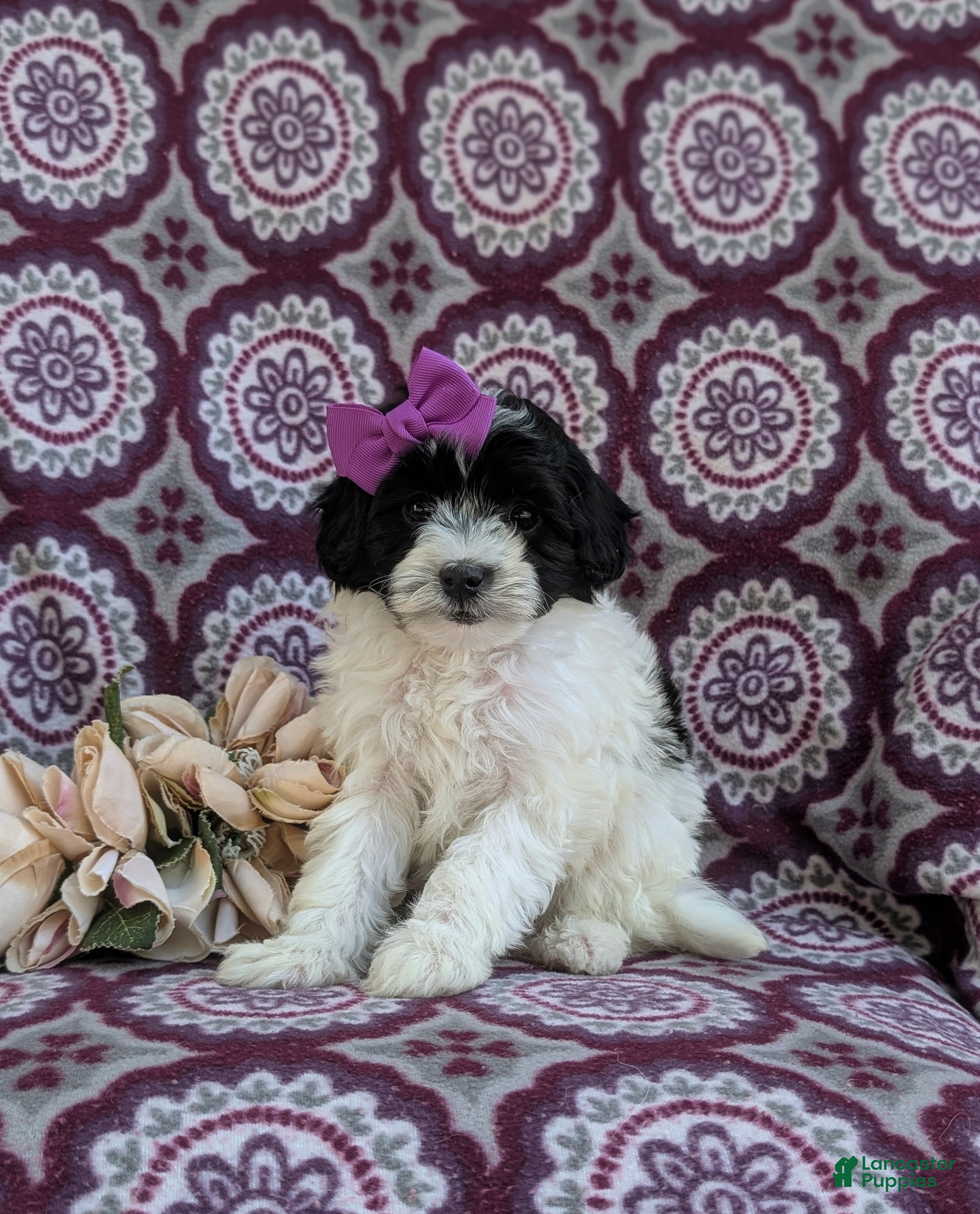 Havapoo dogs Shalene Hypoallergenic - Ad 1