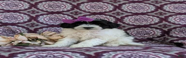Shalene Hypoallergenic