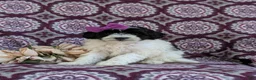 Havapoo dogs for sale: Shalene Hypoallergenic - Ad 1
