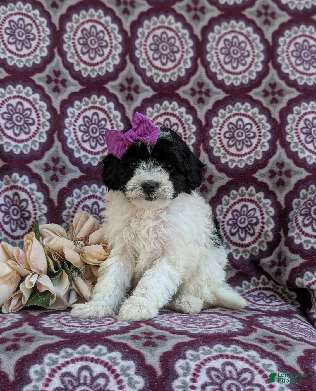 Havapoo dogs for sale: Shalene Hypoallergenic - Ad 1