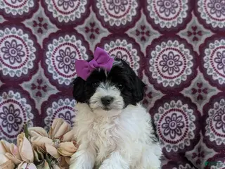 Havapoo dogs for sale: Shalene Hypoallergenic - Ad 4