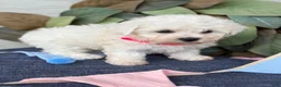Bichon Frise dogs for sale: Eden - Ad 4