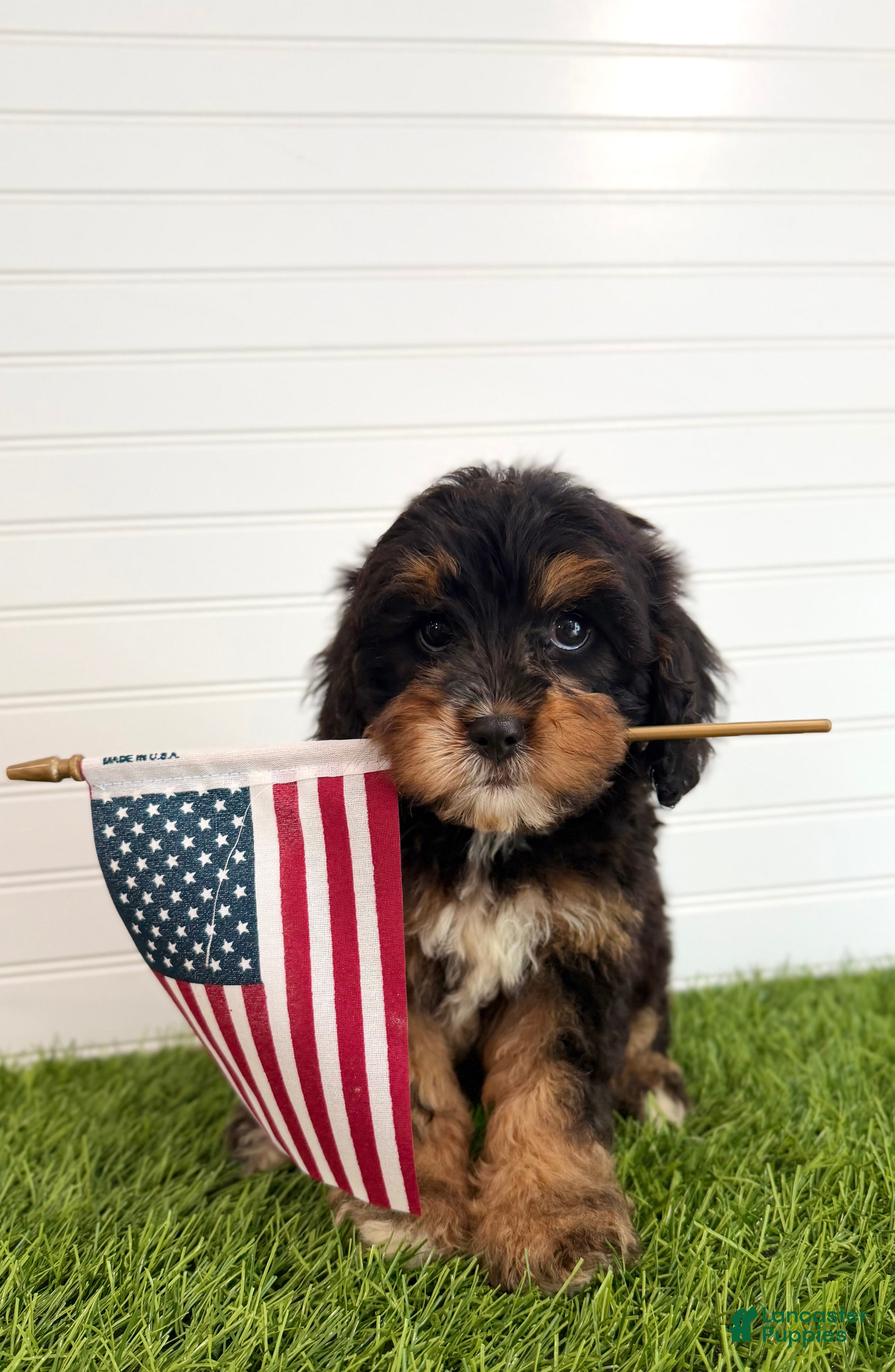 Cavapoo dogs Boomer - Ad 2