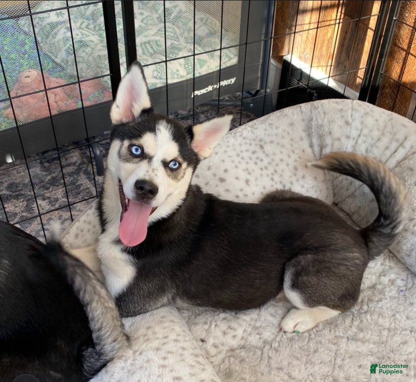 Pomsky dogs Kitty  - Ad 6