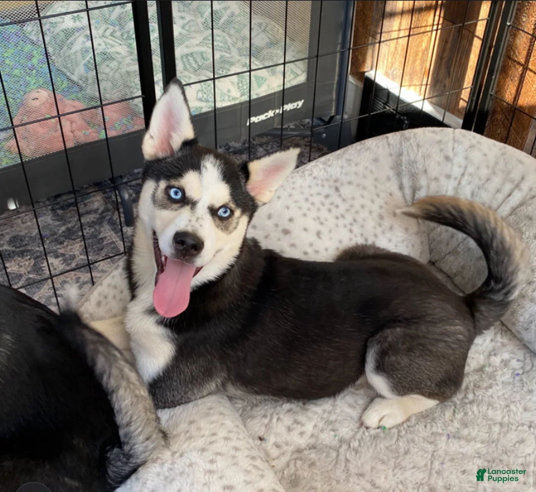 Pomsky dogs for sale: Kitty  - Ad 1