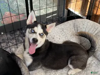 Pomsky dogs Kitty - Ad 6