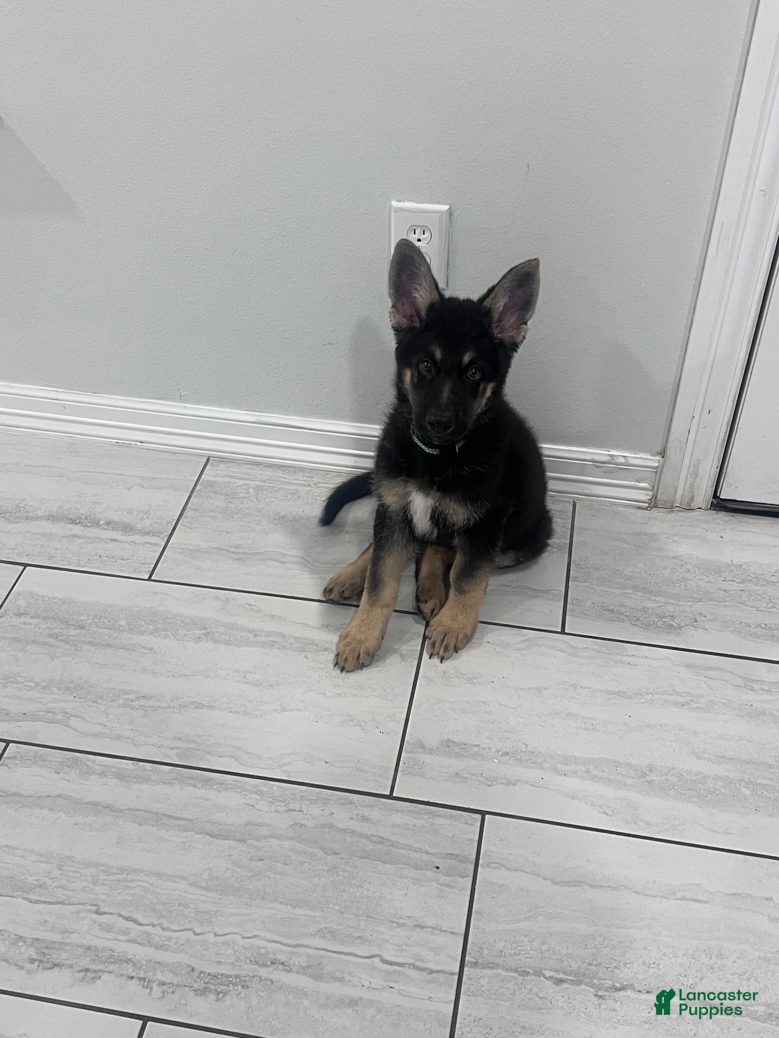 German Shepherd dogs Bear - Ad 12