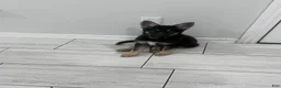 German Shepherd dogs for sale: Bear - Ad 1