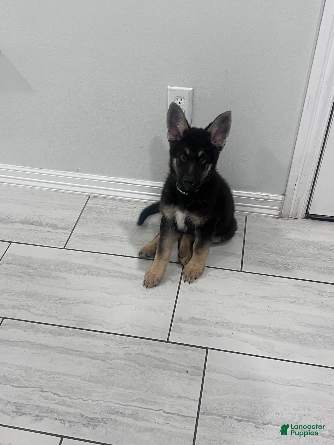 German Shepherd dogs for sale: Bear - Ad 1