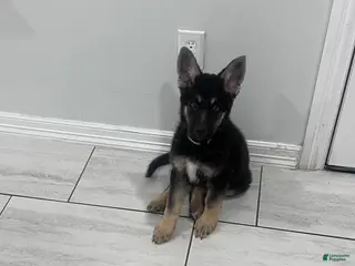 German Shepherd dogs Bear - Ad 10