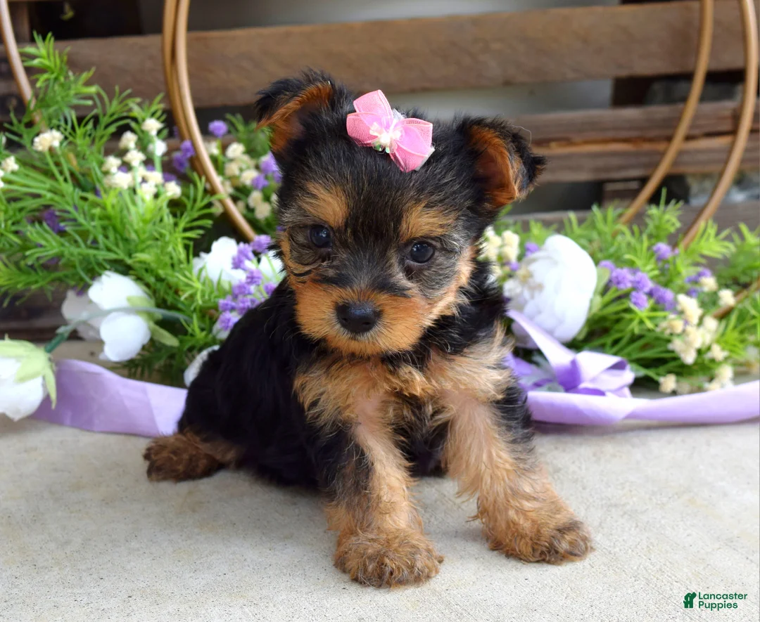Yorkshire Terrier dogs for sale: Ava - Ad 1