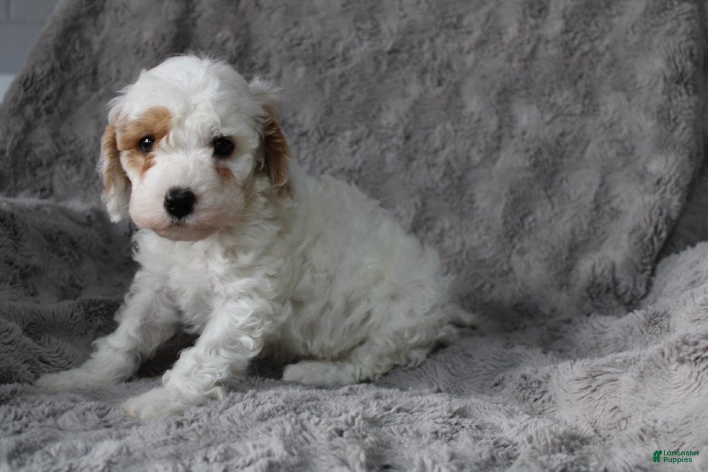 Mixed Breed dogs CavaPooChon male - JOB - Ad 2