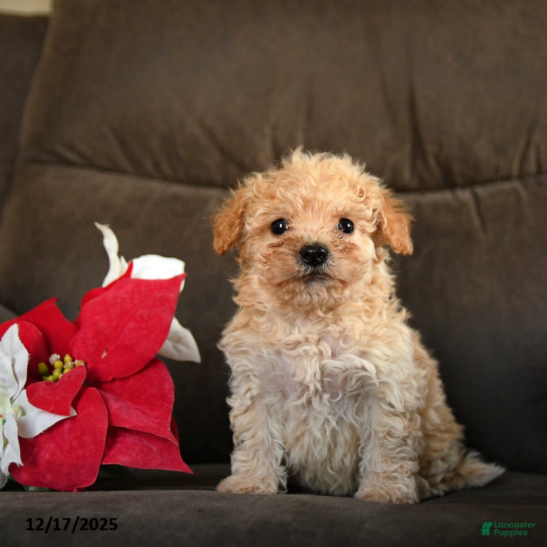 Teddy Bear dogs for sale: Snickers - Ad 1