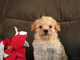 Teddy Bear dogs Snickers - Ad 10