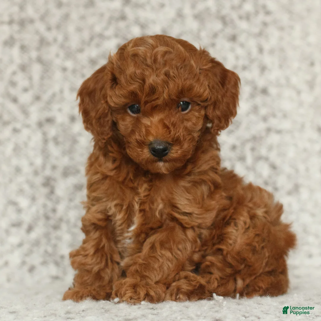 Toy Poodle dogs for sale: Tegan  - Ad 4