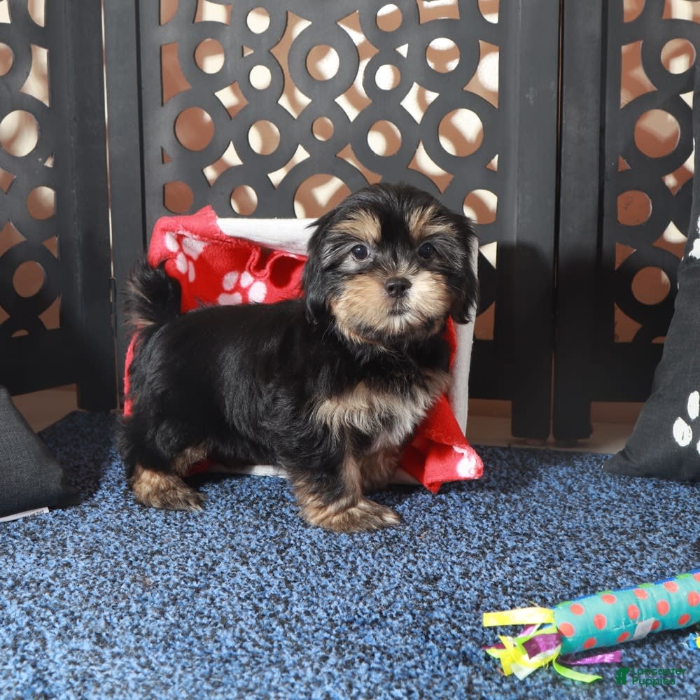 Shorkie dogs Gypsy - Ad 19