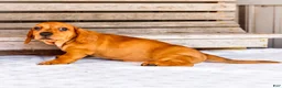 Miniature Dachshund dogs for sale: Carter - Ad 6