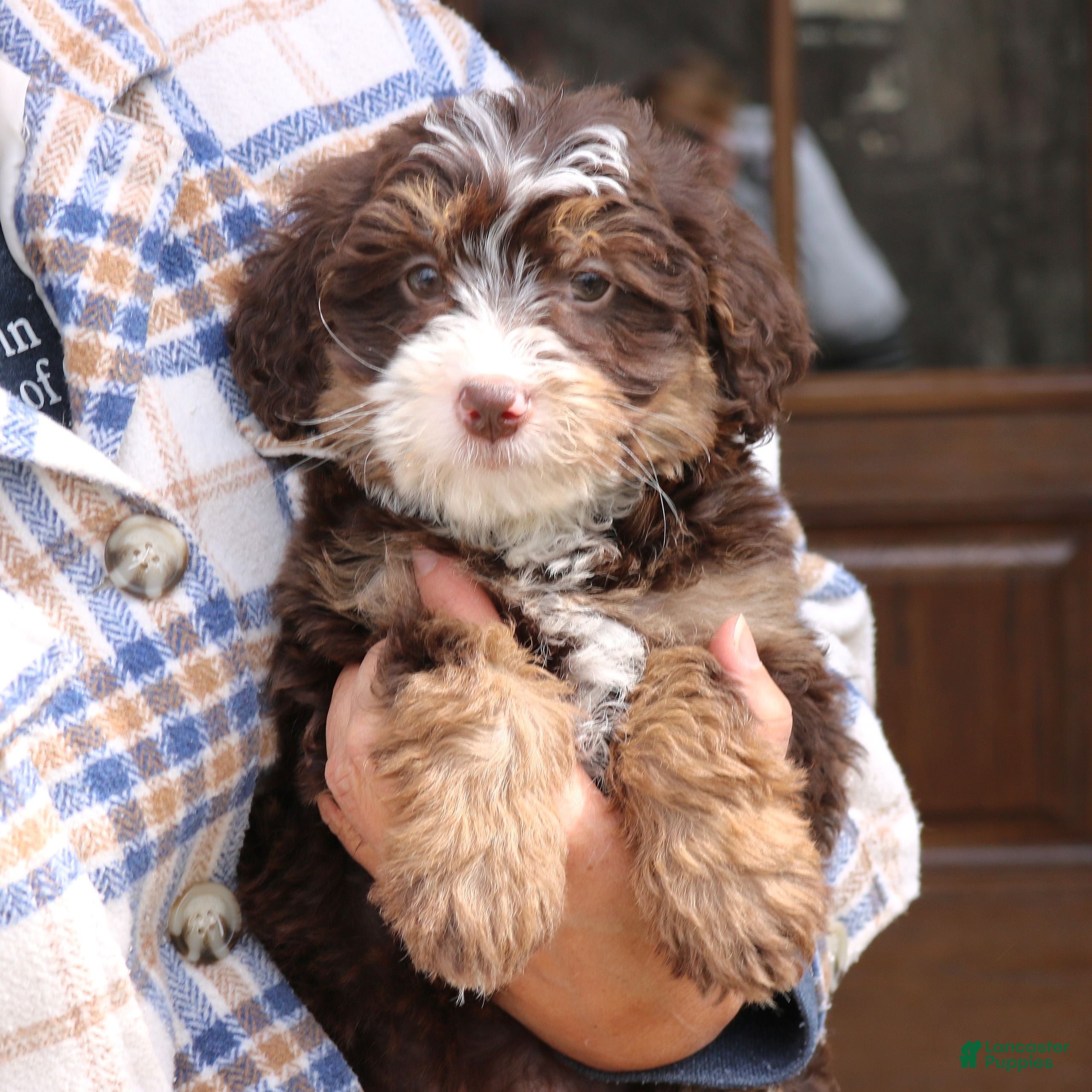 Mini Bernedoodle dogs Winnie  - Ad 2