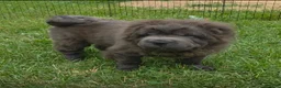 Shar Pei dogs for sale: Blue bear mini - Ad 6