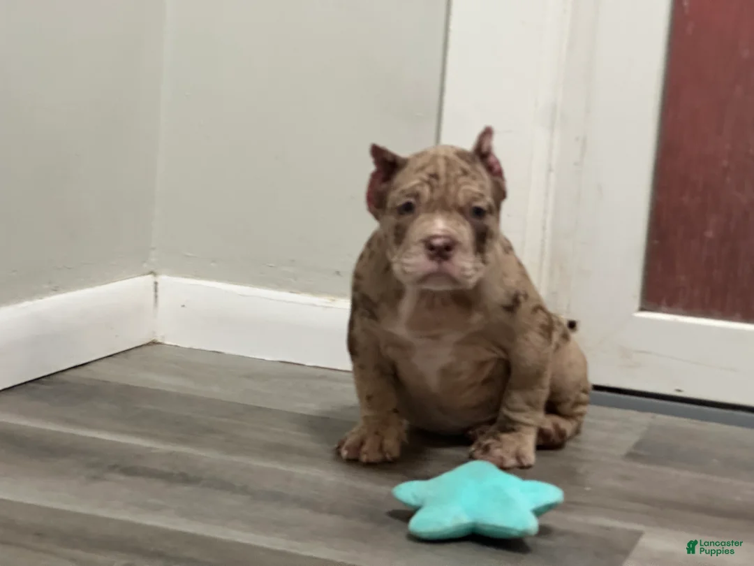 American Bully dogs for sale: Kardi - Ad 2