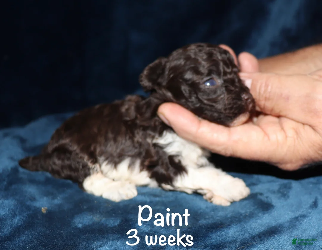 Toy Poodle dogs for sale: Paint - Ad 2