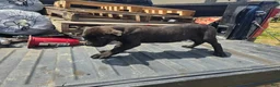 Cane Corso dogs for sale: Orange - Ad 3