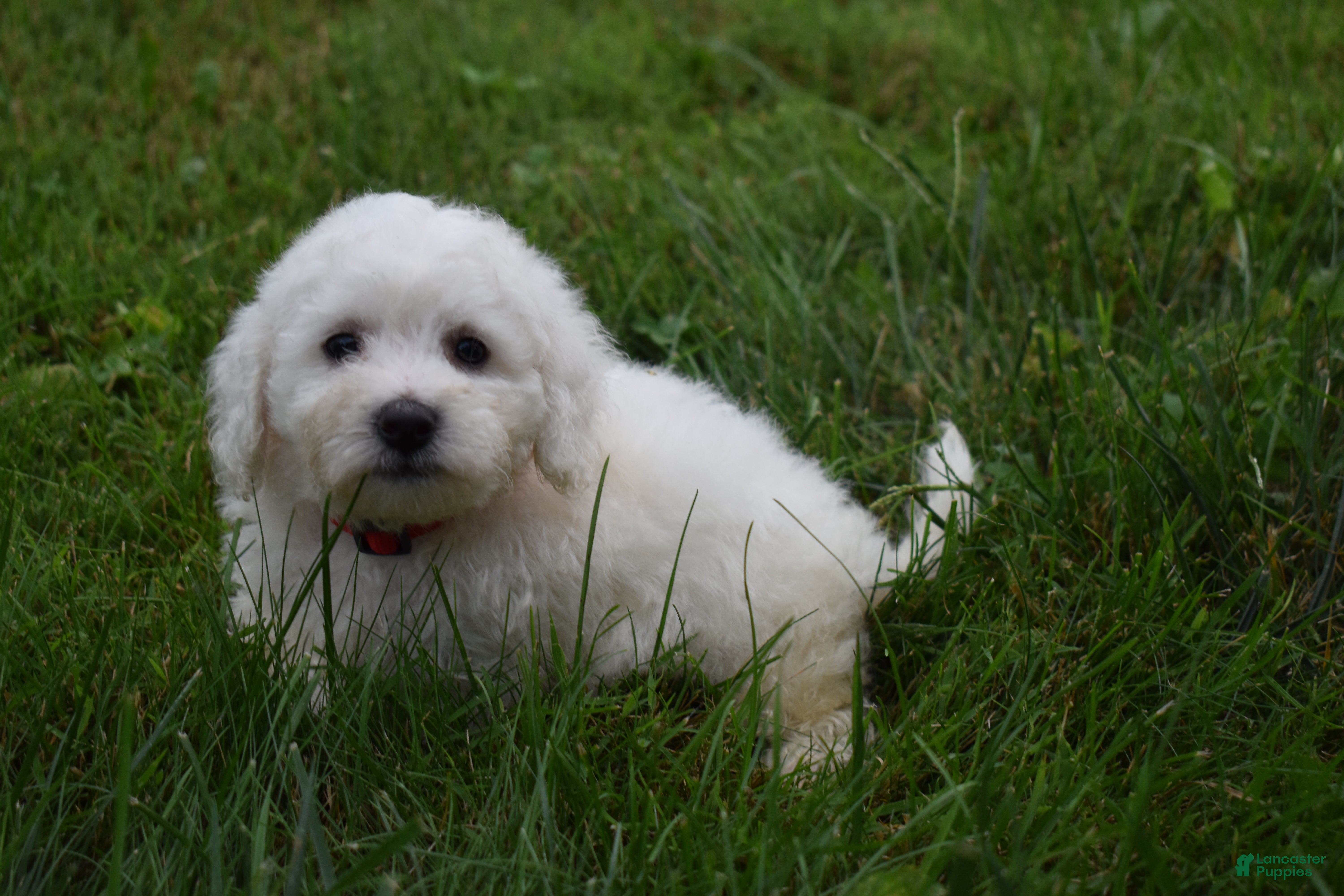 Bichon Frise dogs Tucker 🦴 - Ad 2