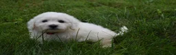 Bichon Frise dogs for sale: Tucker 🦴 - Ad 2
