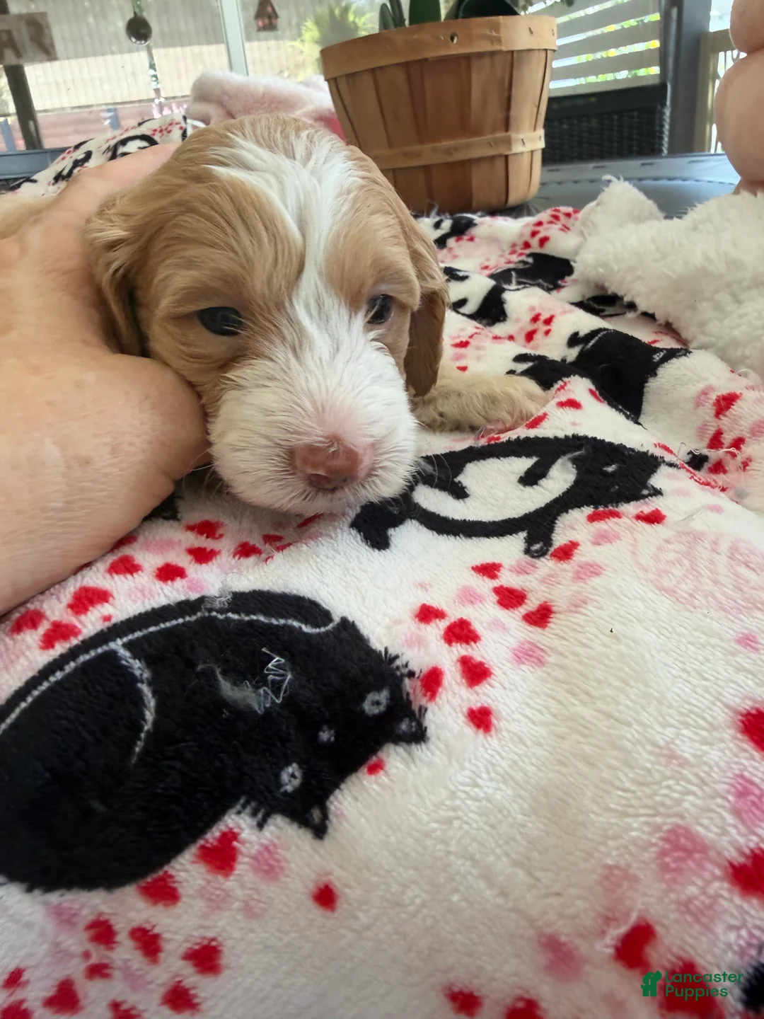 Mini Goldendoodle dogs for sale: Mini Goldendoodle 2 - Ad 1