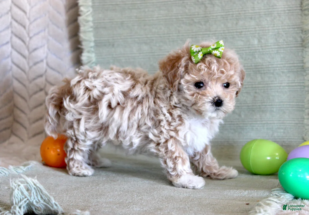 Maltipoo dogs for sale: Daisy - Ad 2