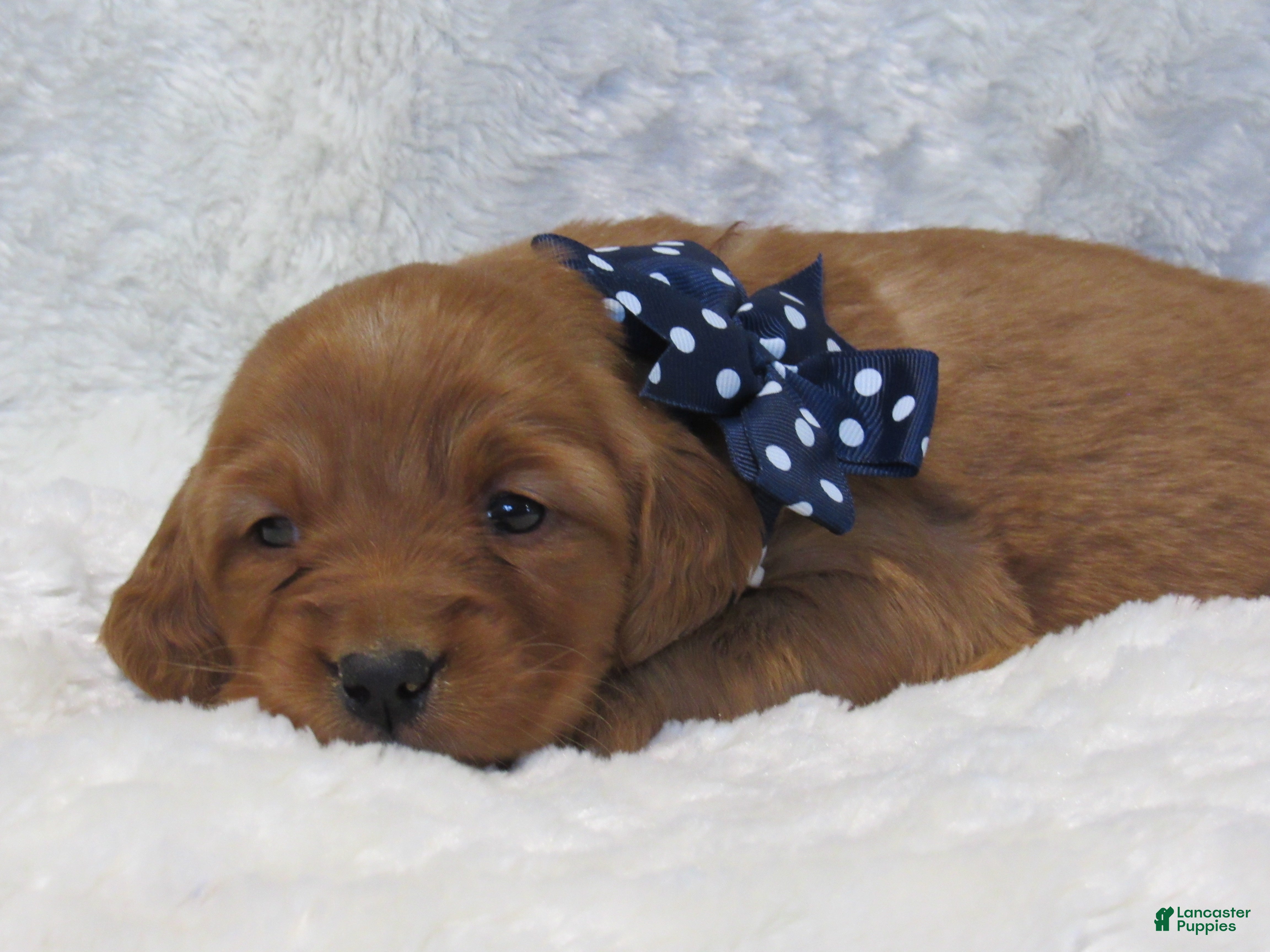 Golden Retriever dogs HUDSON - Ad 18