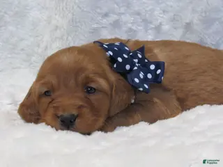 Golden Retriever dogs HUDSON - Ad 18