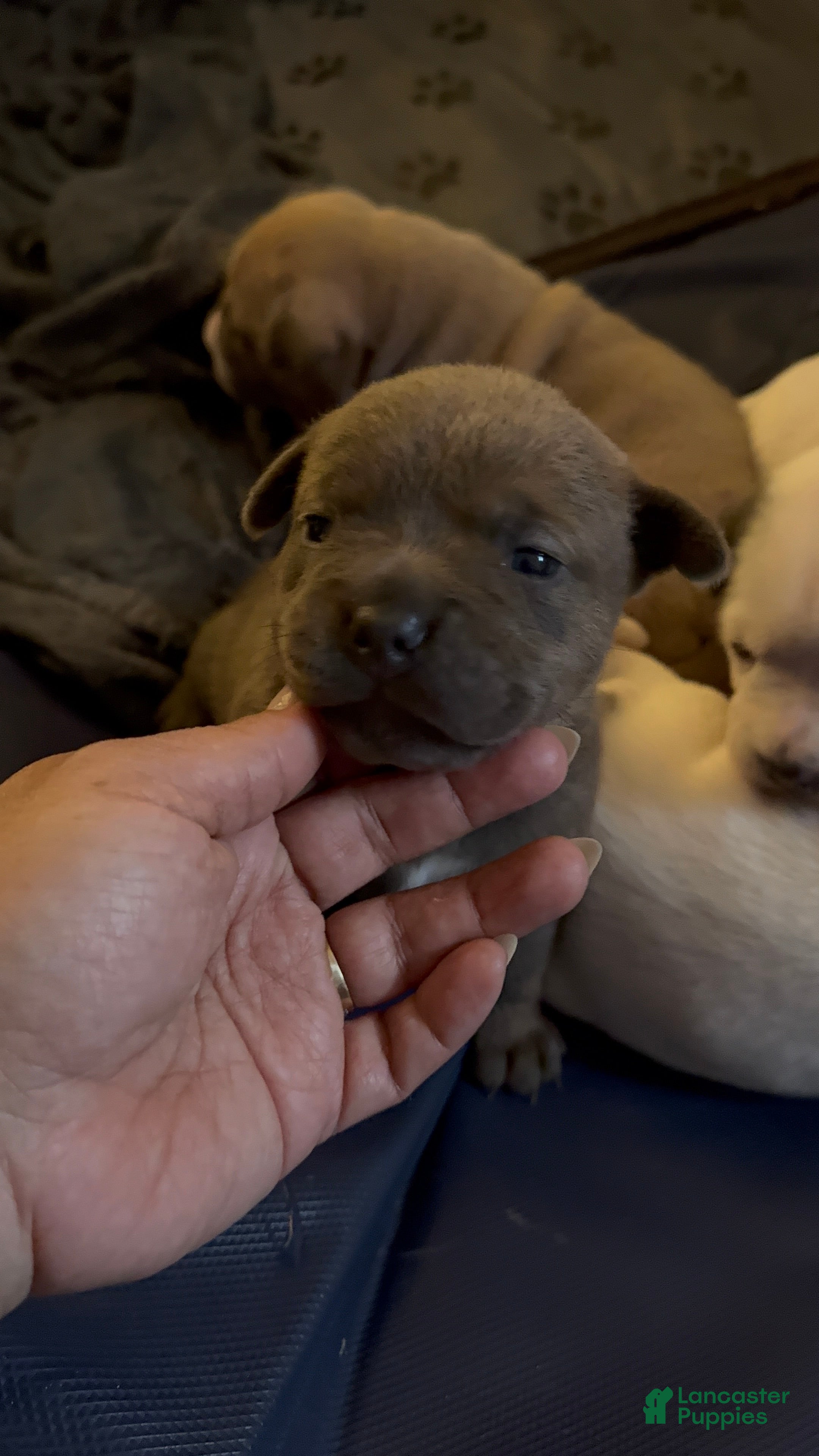 American Bully dogs American Bully Puppy 6 - Ad 2