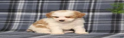 Miniature Poodle dogs for sale: Xeena - Ad 6
