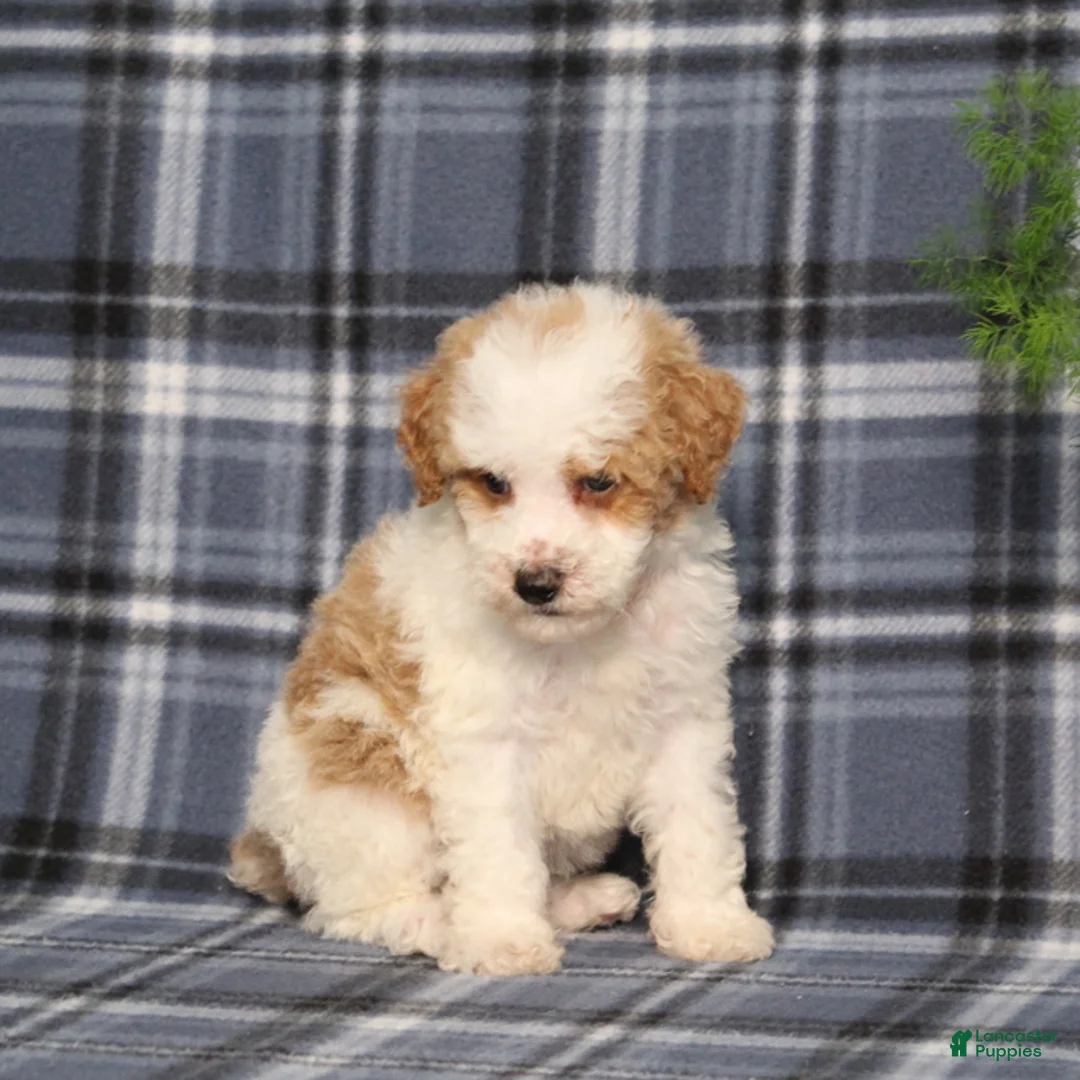 Miniature Poodle dogs for sale: Xeena - Ad 6