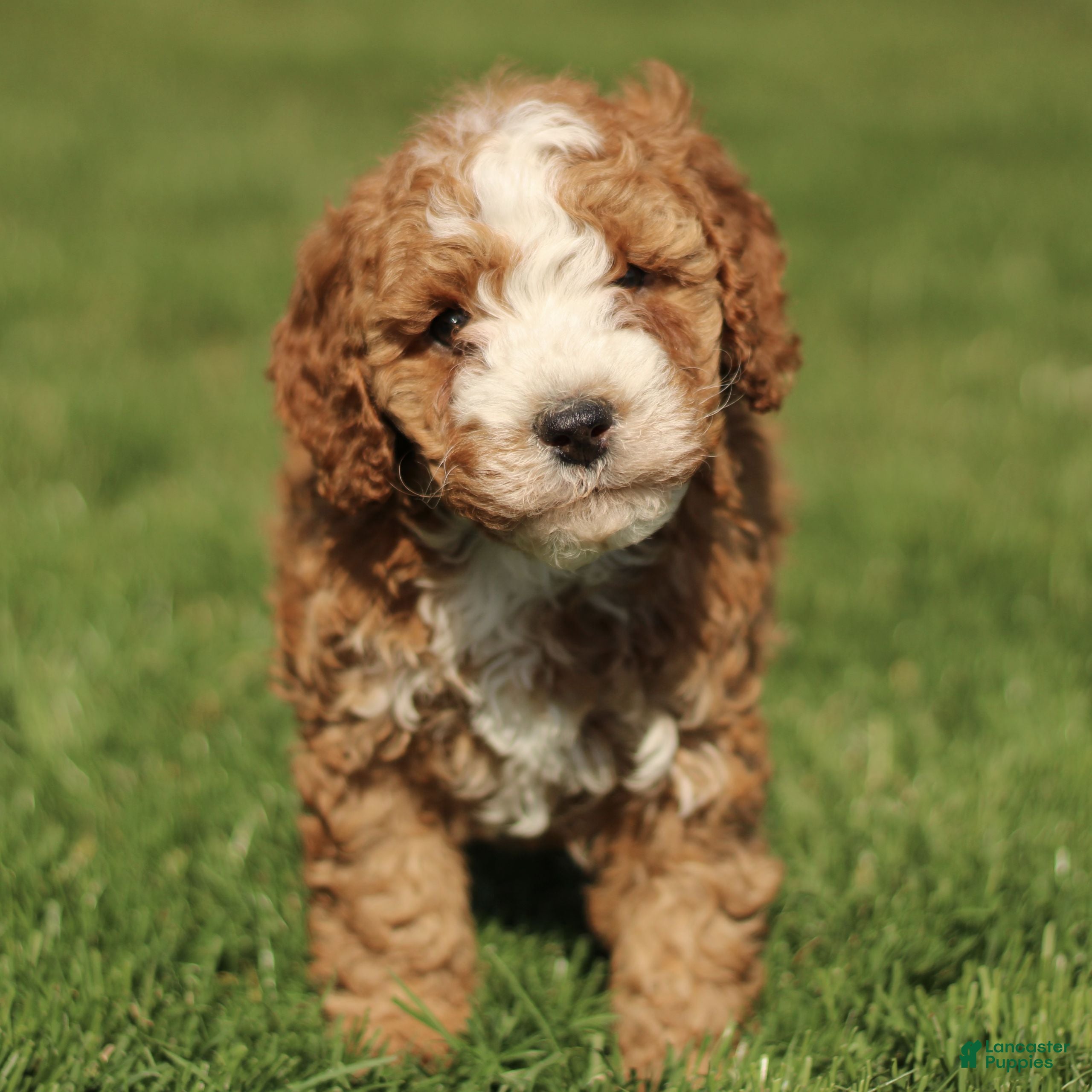Cavapoo dogs Shadow  - Ad 2