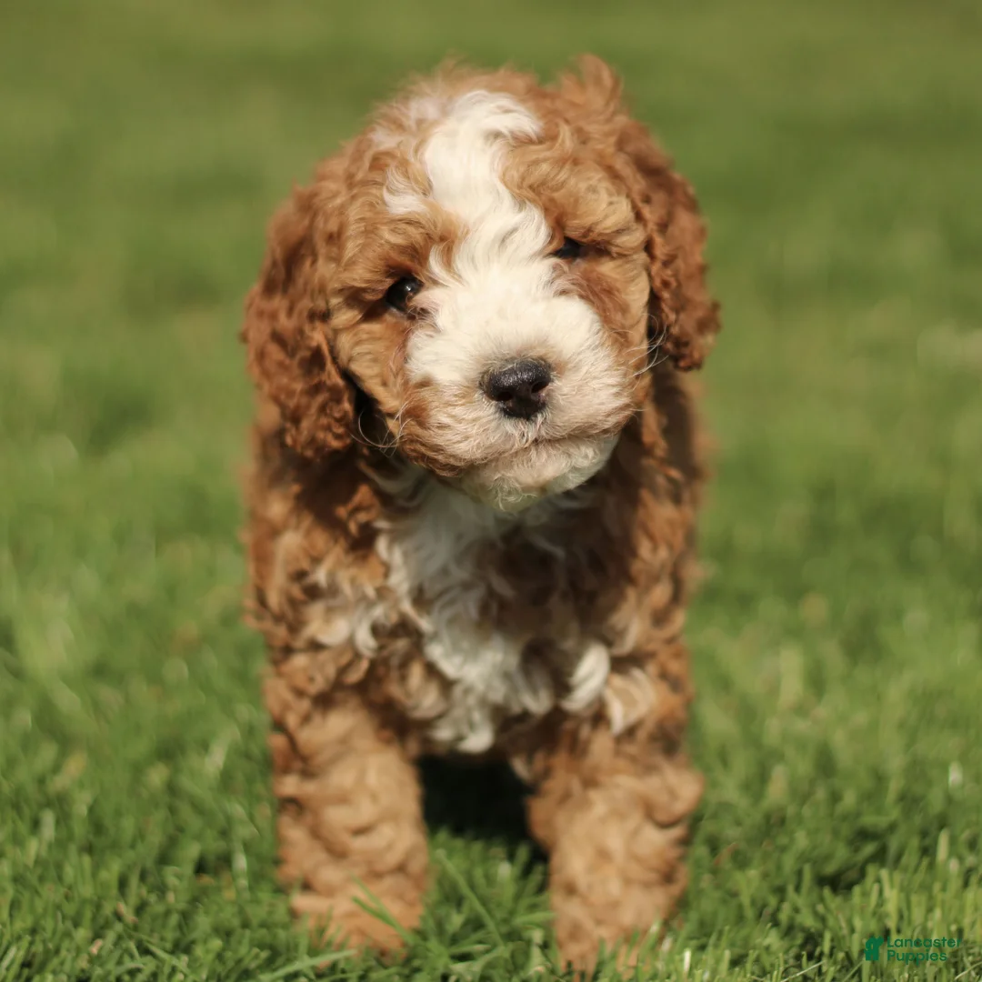 Cavapoo dogs for sale: Shadow  - Ad 2