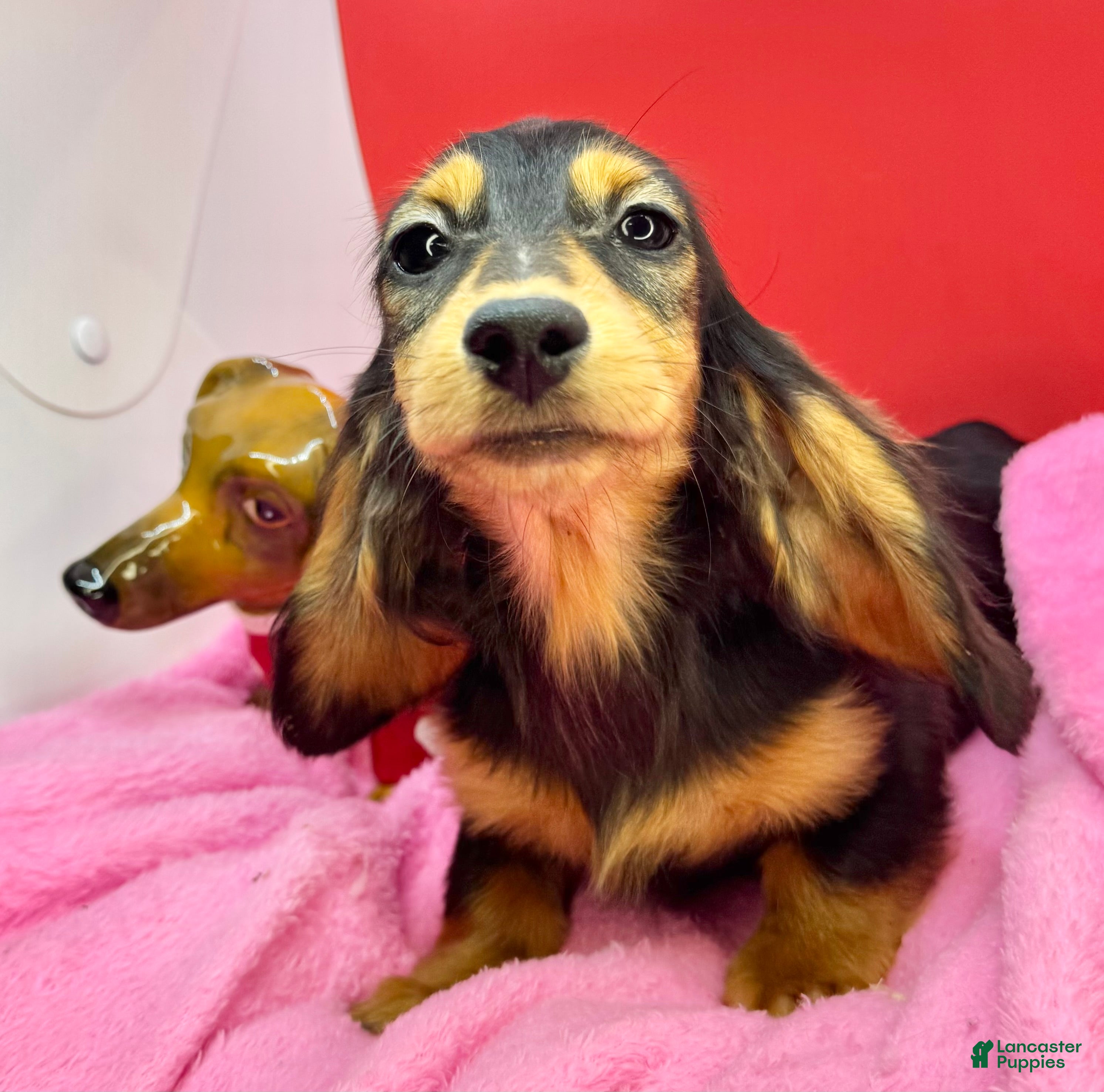 Dachshund dogs Import - Ad 28