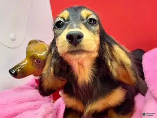 Dachshund dogs Import - Ad 42