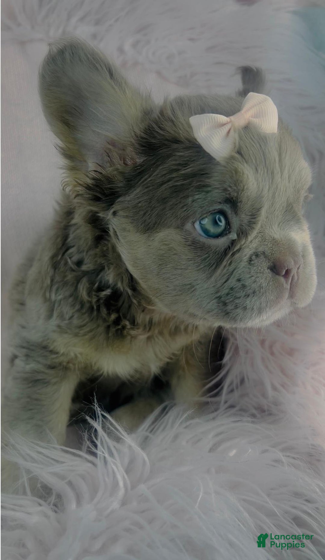 French Bulldog dogs for sale: French Bulldog Puppy 1 - Ad 3