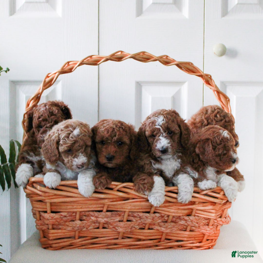 Mini Goldendoodle dogs for sale: Joy  - Ad 4