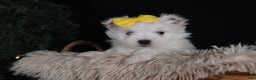 Maltese dogs for sale: ALEX - Ad 4