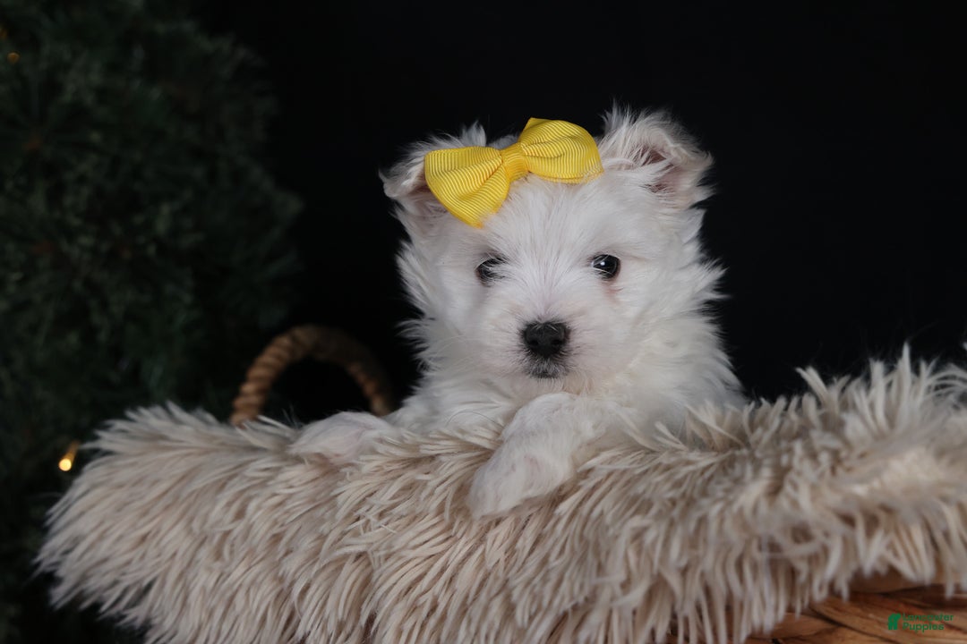 Maltese dogs for sale: ALEX - Ad 4