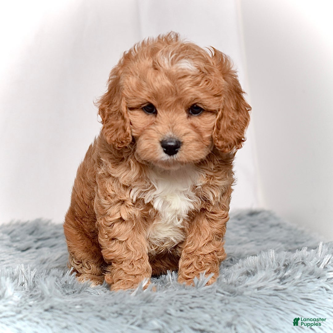 Cavapoo dogs for sale: Ms. Lexi - Ad 6
