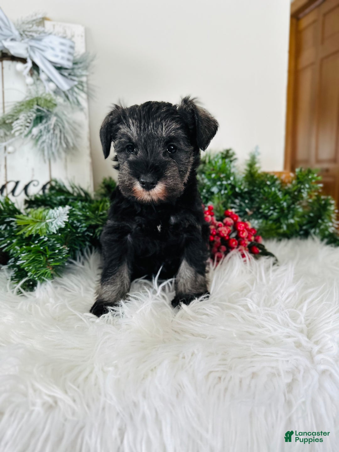 Miniature Schnauzer dogs for sale: Izzy - Ad 4