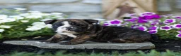 English Bulldog dogs for sale: Winston English Bulldog  - Ad 4
